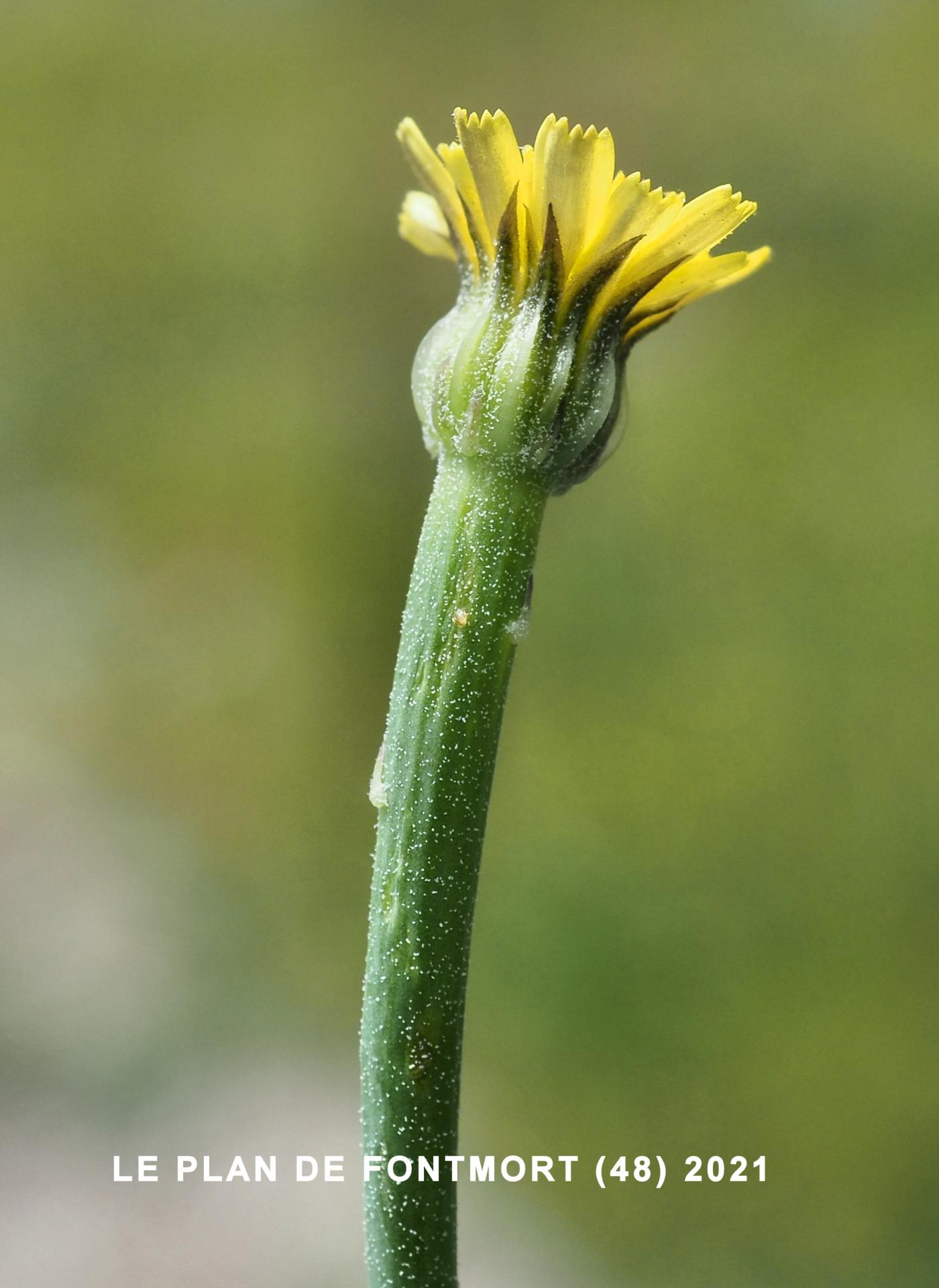 Lamb's Succory flower